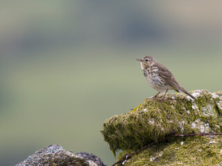 Meadow pipit, Anthus pratensis