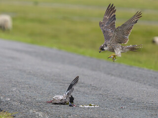 Peregrine falcon, Falco peregrinus