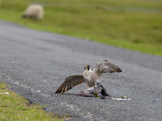 Peregrine falcon, Falco peregrinus