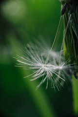 A close-up of a dandelion head, partially dispersed, with some seeds still attached and others floating in the foreground, against a soft green background.