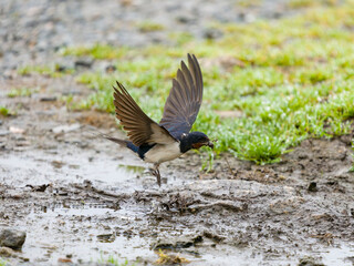 Swallow, Hirundo rustica