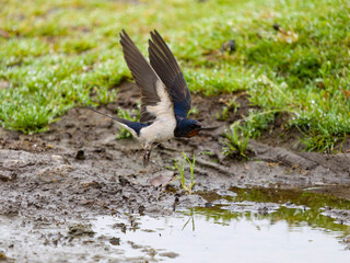 Swallow, Hirundo rustica