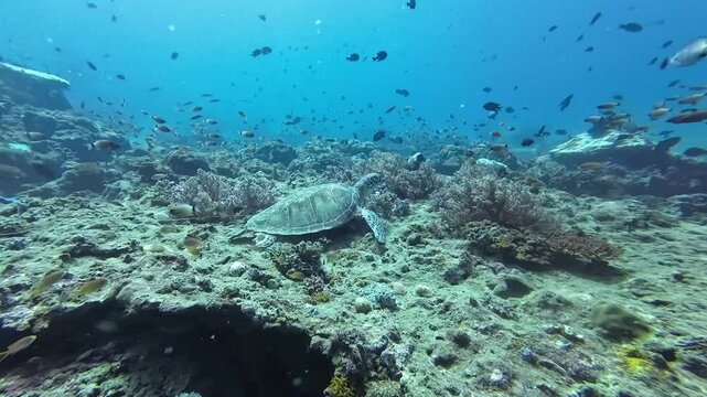 A sea turtle rests on the seabed. A sea turtle lies on the bottom among a coral reef and small tropical fish.