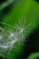 Individual dandelion parachutes with delicate white filaments float against a vibrant, blurred green background, highlighting their ethereal beauty.