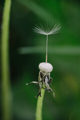A solitary dandelion seed, detached from its head, gracefully hangs suspended by a delicate filament against a soft, blurred green background. 