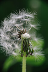 A close-up of a dandelion head after most seeds have dispersed, revealing its intricate structure and remaining few parachutes against a soft green background.