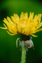 Bright yellow dandelion with a small snail on its stem against a blurred green background. Macro close-up of nature.