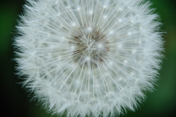 A captivating close-up of a dandelion seed head, highlighting the intricate structure of its seeds...