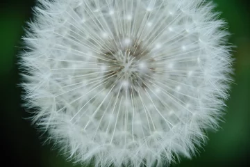 Fototapete A captivating close-up of a dandelion seed head, highlighting the intricate structure of its seeds and their ethereal parachutes. Perfect for themes of natural design, wishes, and delicate beauty. © Smartstudio
