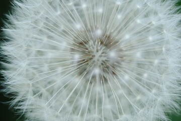 A captivating close-up of a dandelion seed head, highlighting the intricate structure of its seeds and their ethereal parachutes. Perfect for themes of natural design, wishes, and delicate beauty.