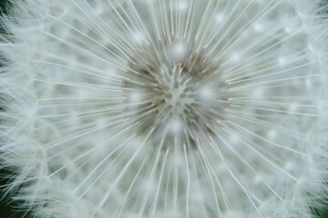 A captivating close-up of a dandelion seed head, highlighting the intricate structure of its seeds and their ethereal parachutes. Perfect for themes of natural design, wishes, and delicate beauty.