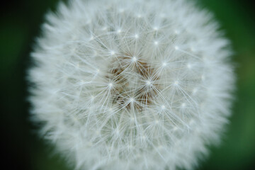 A captivating close-up of a dandelion seed head, highlighting the intricate structure of its seeds and their ethereal parachutes. Perfect for themes of natural design, wishes, and delicate beauty.