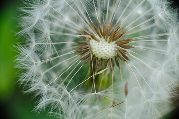 A mesmerizing macro shot of a dandelion seed head, showcasing the intricate structure of its seeds and their delicate, radiating pappus. Symbolizes wishes, new beginnings, and nature's fragile beauty.