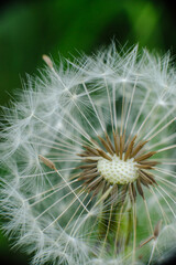 A mesmerizing macro shot of a dandelion seed head, showcasing the intricate structure of its seeds and their delicate, radiating pappus. Symbolizes wishes, new beginnings, and nature's fragile beauty.