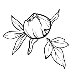 Vector peony bud and leaf. Line drawing of flower bud in black and white style. Graphic botanical illustration of flower sketch drawn with black ink. Floral line art hand drawn