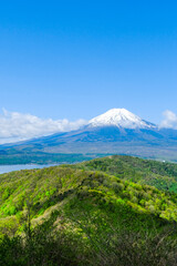 Fototapeta premium 富士山 春