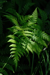 Forest light study for ecology presentations