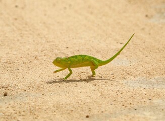 Vibrant green chameleon walking across sandy terrain under the sun