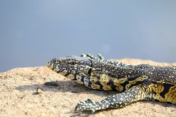 Nile monitor basking on sunlit rock by the water