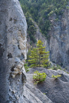 site naturel class&eacute; des demoiselles coiff&eacute;es