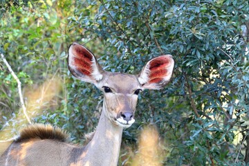 Greater kudu doe with sunlit ears in dense bush