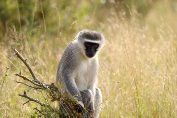 Vervet monkey perched on branch in golden grassland