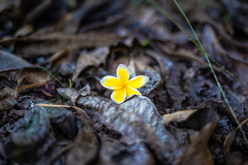 yellow flower in the snow