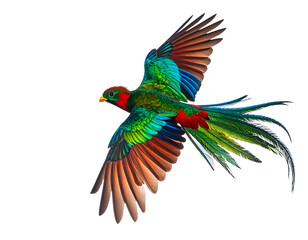 Obraz premium Flying Quetzal Bird from Above with Flowing Tail Feathers, isolated on transparent background PNG
