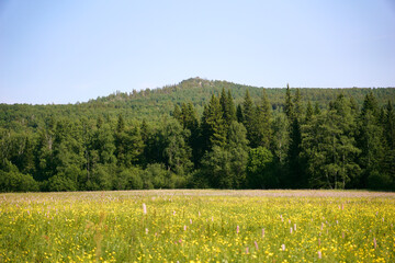 field of yellow flowers