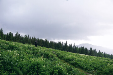 green forest in the mountains