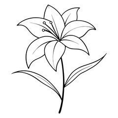 daylily line art on white back-ground