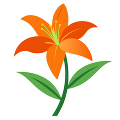 daylily on white back-ground