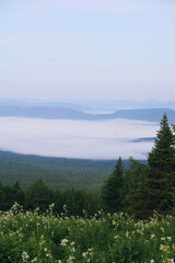 pine trees in the mountains