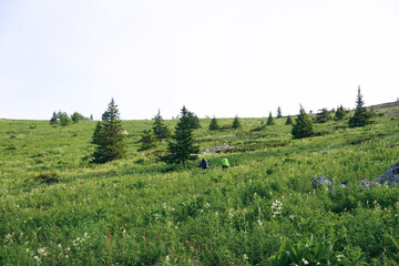 two hikers walking on a trail with big backpacks in the mountains. Hiking in the mountains in summer