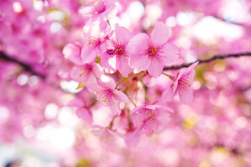 Full bloom pink cherry blossom petal blooming during spring