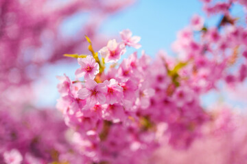 Full bloom pink cherry blossom petal blooming during spring