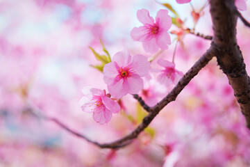 Full bloom pink cherry blossom petal blooming during spring