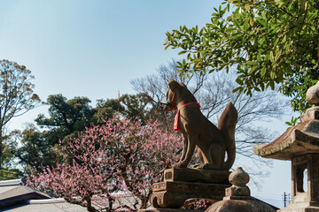 Inari fox statue with plum tree blooming in Japanese shrine