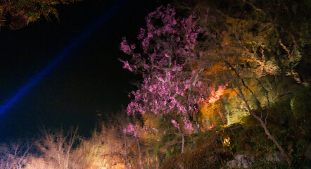 Illuminated sakura garden reflection at night