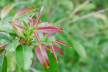 Close-up of a young tree top.