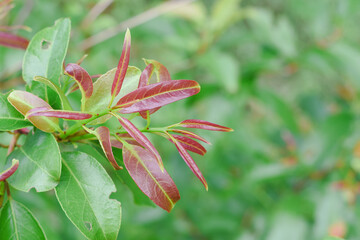 Close-up of a young tree top.
