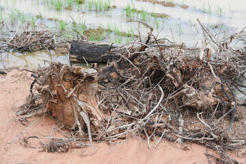Close-up view of debris in a field.