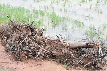 Close-up view of debris in a field.