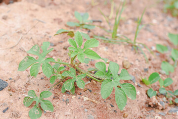 Close-up view of a growing watermelon.