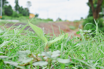 Close-up view of a growing banana tree.