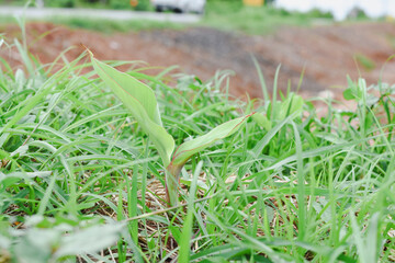 Close-up view of a growing banana tree.