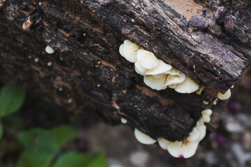 Close-up view of mushrooms growing in the forest
