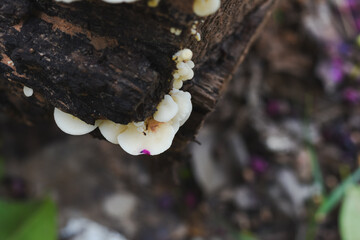 Close-up view of mushrooms growing in the forest