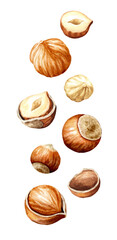 Falling hazelnut kernels. Hand drawn watercolor illustration isolated on white background