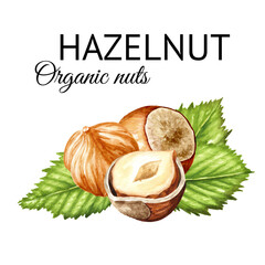 Hazelnut  kernels and leaves. Hand drawn watercolor illustration isolated on white background